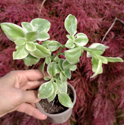 Aptenia cordifolia Variegata