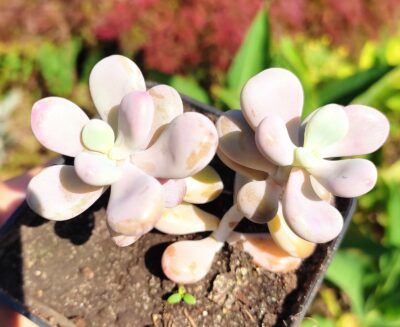 Pachyphytum oviferum