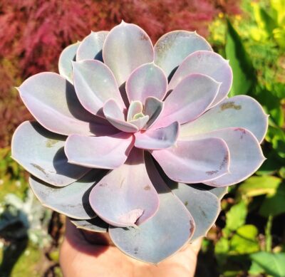 Echeveria perle von nürnberg