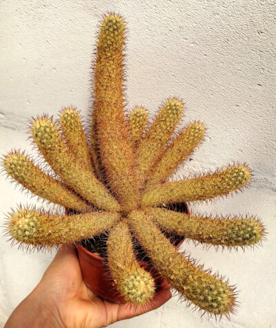 Mammillaria elongata