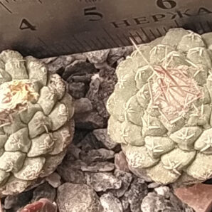 Strombocactus disciformis | 83