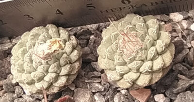 Strombocactus disciformis