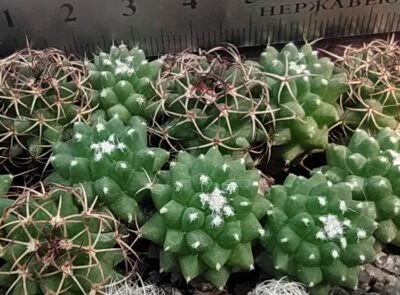 Mammillaria cv. Helen - Зображення 2