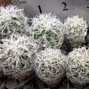 Gymnocactus sauerii v. nelisae