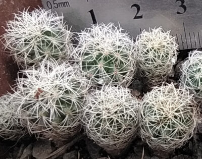 Gymnocactus sauerii v. nelisae