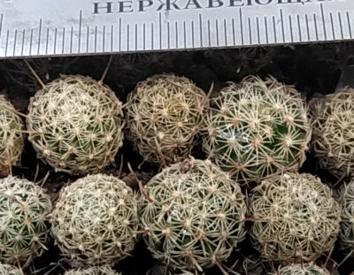 Stenocactus sp. (aff. pentacantus) CSD 310 - Зображення 2