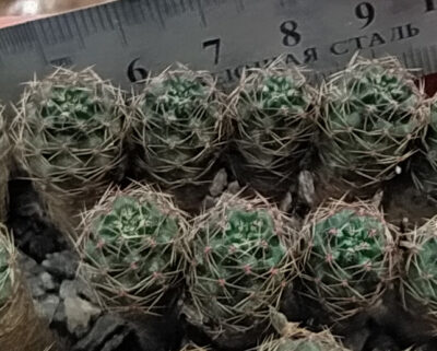 Rebutia atrovirens v. 'pauciareolata' FR 1121 (San Antonio, Bol) - Зображення 2