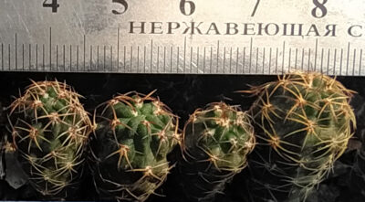 Lobivia pugionacantha v. rossiii JK436 - Зображення 2