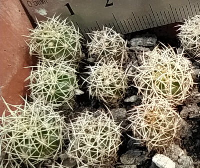 Discocactus araneispinus HU440 - Зображення 2