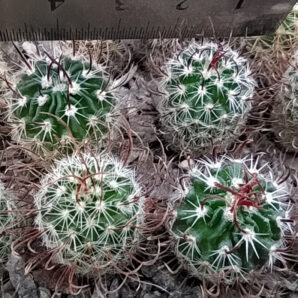 Stenocactus grandicornis PAN