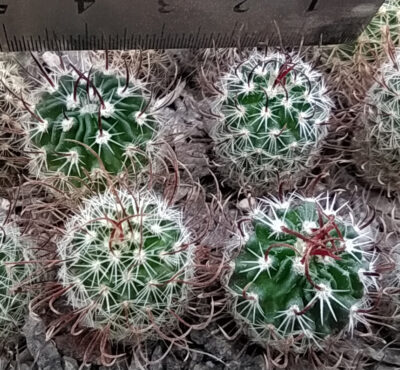 Stenocactus grandicornis PAN