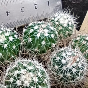 Stenocactus aff. dichroacanthus L1564 | 81