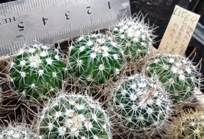 Stenocactus aff. dichroacanthus L1564