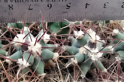 Ferocactus sp. alamosanus JMT360