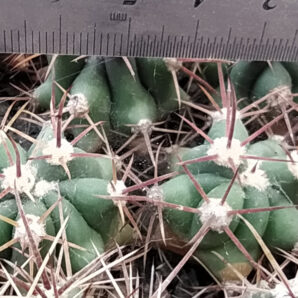 Ferocactus townsendianus ZRI531 | 39
