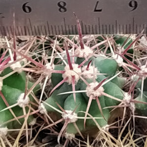 Ferocactus coloratus ZRI566 | 42