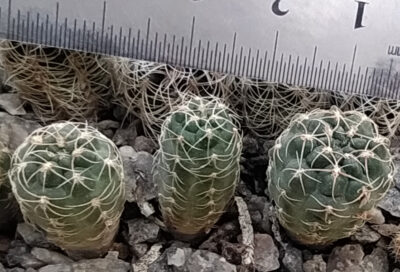 Gymnocalycium andreae SNE04087-253 - Зображення 2