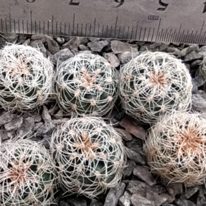 Gymnocalycium gertii VG707