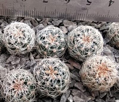 Gymnocalycium gertii VG707