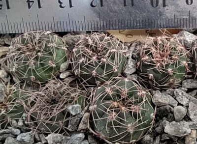 Gymnocalycium baldianum JPR95-179/ 550