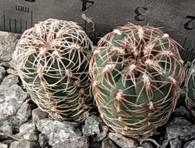 Gymnocalycium bruchii v. matznerii VG488