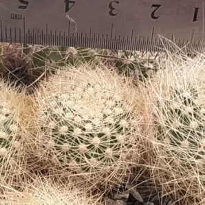 Matucana roseoalba L173