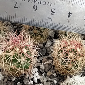 Thelocactus bicolor ssp. wagnerianus KMR291