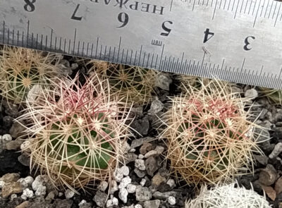 Thelocactus bicolor ssp. wagnerianus KMR291