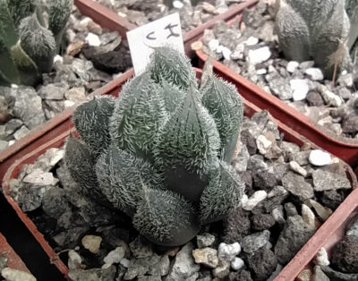 Haworthia cooperi v. venusta