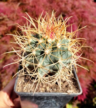 FEROCACTUS ACANTHODES - Зображення 2