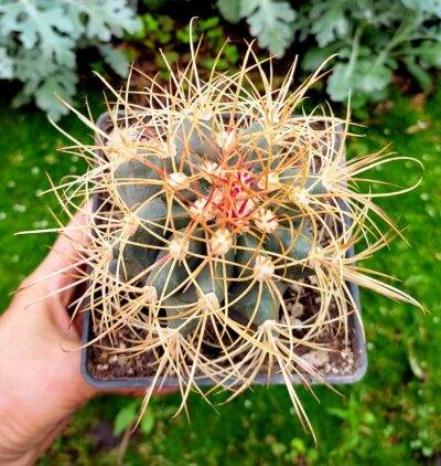 FEROCACTUS ACANTHODES