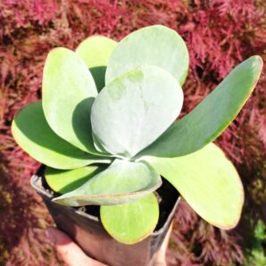 Kalanchoe thyrsiflora | 62