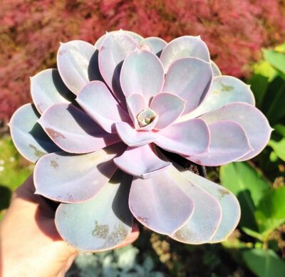 Echeveria Perle von nurnberg