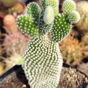 Opuntia microdasys Alba | 65