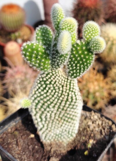 Opuntia microdasys Alba