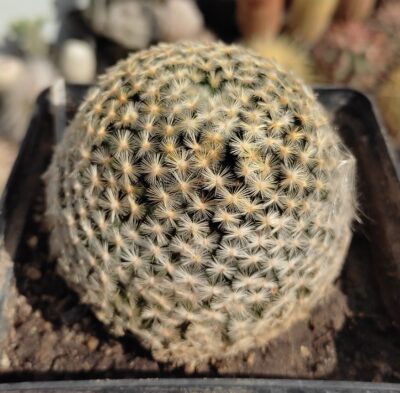 mammillaria schiedeana