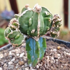 Аstrophytum myriostigma fukuryu haku jo | 7