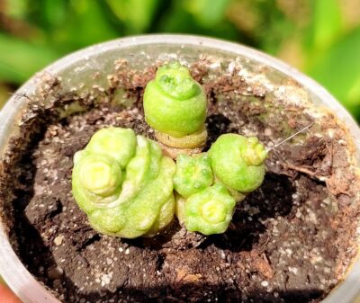Mammillaria bocasana fred - Зображення 2