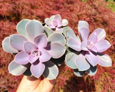 Echeveria perle von nürnberg