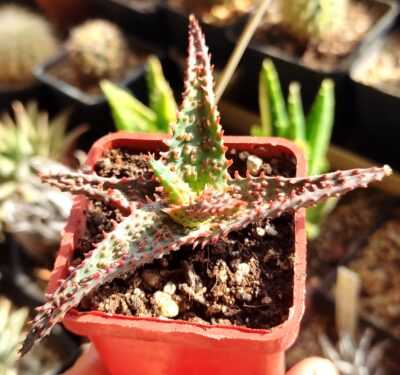 aloe Viper