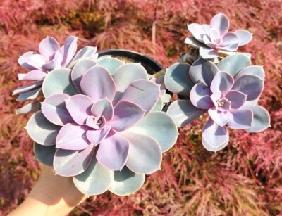 Echeveria perle von nürnberg