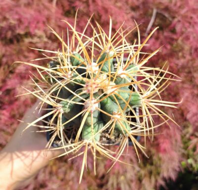 FEROCACTUS ACANTHODES