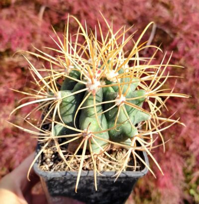 Haworthia cassytha - Зображення 2