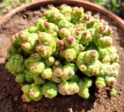 Mammillaria bocasana fred