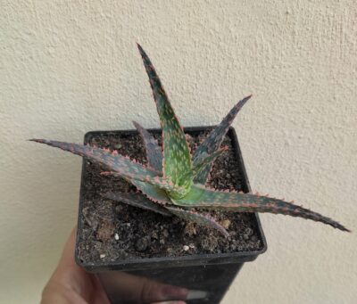 Aloe - Зображення 2