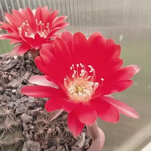 Lobivia pugionacantha v. rossiii JK436