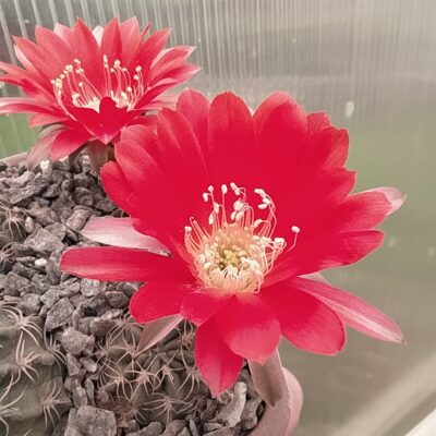 Lobivia pugionacantha v. rossiii JK436