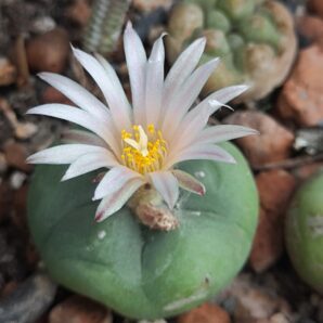 Lophophora koehresii