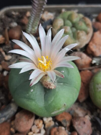 Lophophora koehresii