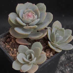 Orostachys iwarenge | 73